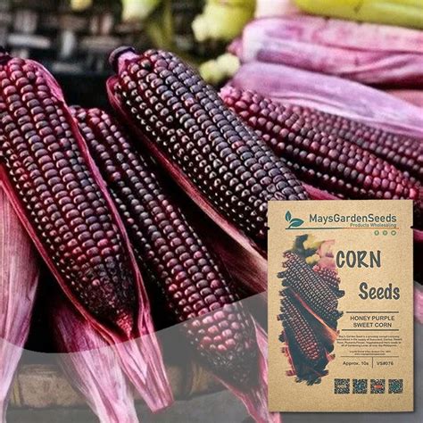 Honey Whole Purple Sweet Corn Seeds Mais Vegetable Seeds076 Shopee