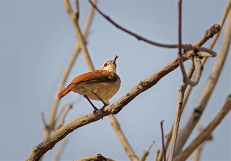 Foto joãozinho Furnarius minor Por Marcia Tavares Wiki Aves A