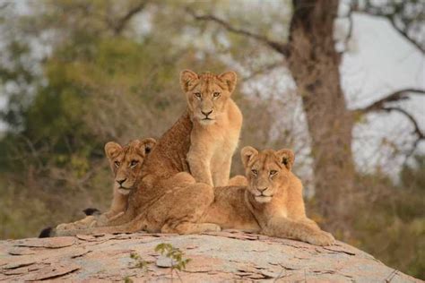 Arusha Serengeti und Ngorongoro Tented Lodge 3 tägige Safari