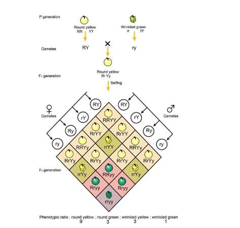 Dihybrid Cross Punnett Square Illustrating Dihybrid Cross