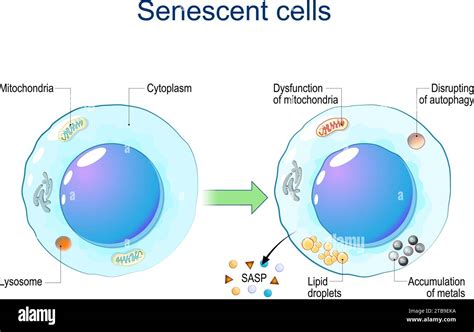 Senescent Cells Cellular Senescence From Dysfunction Of Mitochondria