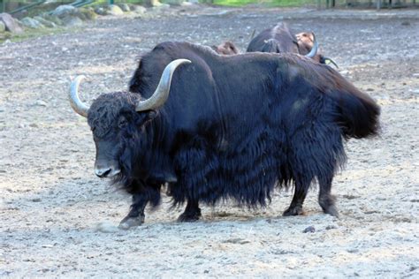 The Domestic Yak | ZOO – Gdański Ogród Zoologiczny