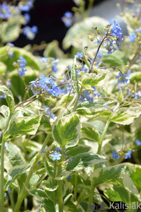 Brunnera Alexander Great Brunera