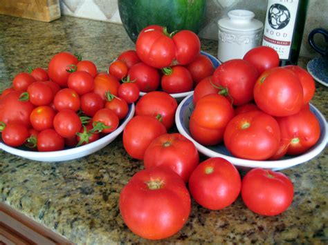 tomato harvest - Simple Handmade. Everyday