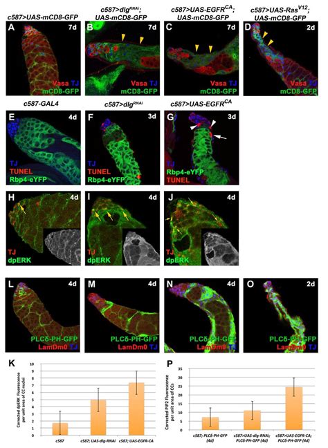 Knockdown Of Dlg Scrib Or Lgl And Overactivation Of Egfr Receptor