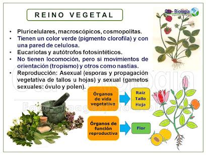 Biolog A Did Ctica Tema Reino Plantae I