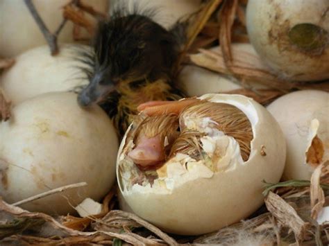 Biodiversidade Brasileira On Twitter Como Mam Feros Surgem De Repteis