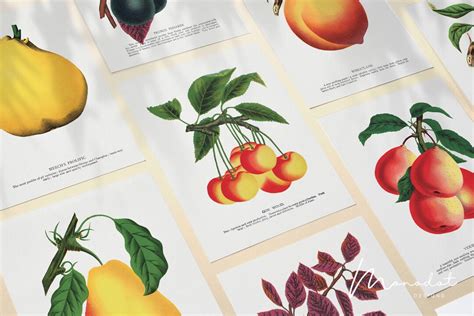 Colorful Fruit Art Print Set of 6 Modern Farmhouse Gallery Wall Food ...