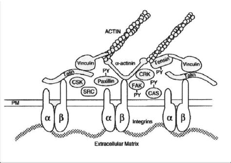 Schematic presentation of a focal adhesion (108). | Download Scientific ... 