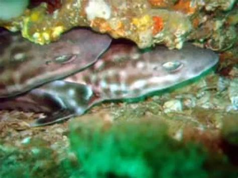 Baby Coral Catshark