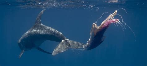 Impact of plastic pollution on whales and dolphins - Whale and Dolphin ...