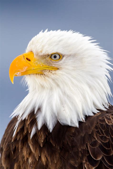 Bald Eagle On Watch Closeup Fine Art Photo Print Photos By Joseph C