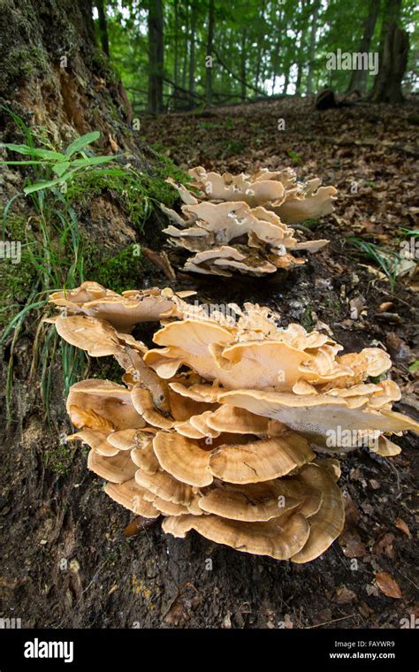 Giant polypore, black-staining polypore, giant polypore mushroom ...