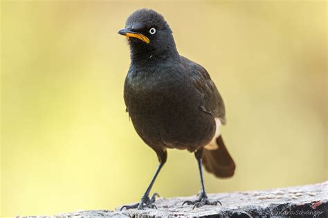 Photo Gallery South African Birds