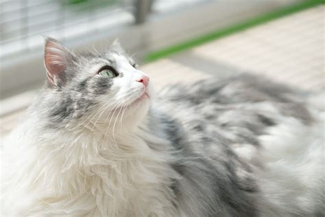 12 Gorgeous Gray and White Cat Breeds We're Absolutely Smitten With ...