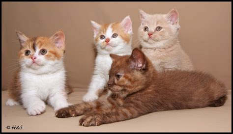 BKH kitten - British Kurzhaar