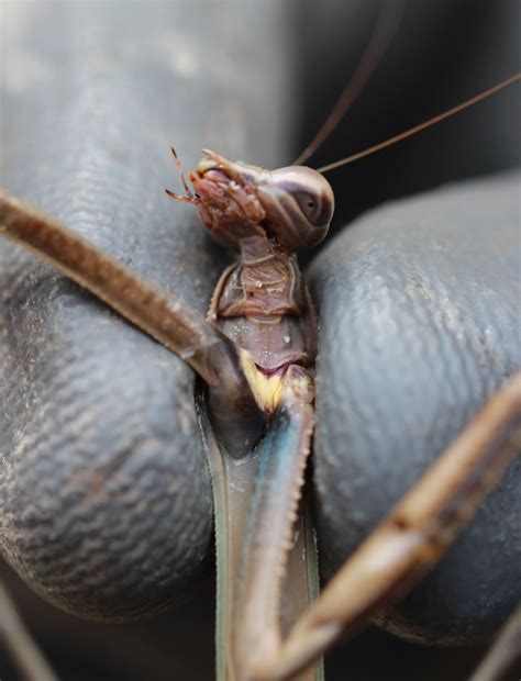 Chinese Mantis Species Tenodera Sinensis Common Name Chi Flickr