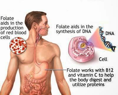 DIAGRAMS: Folic Acid Deficiency Symptoms, Causes, Diagnosis