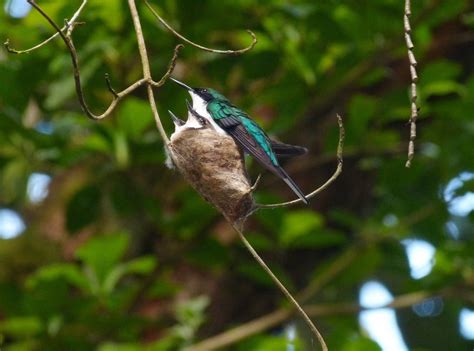 Hummingbird nests – Things you need to Know