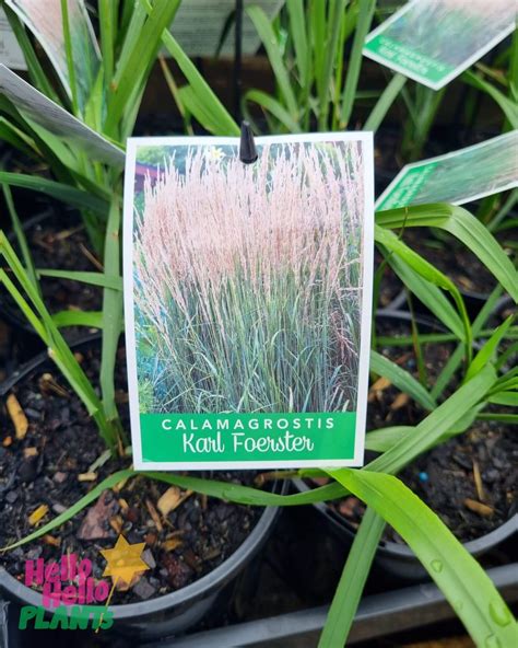 Calamagrostis Karl Foerster 6 Pot Hello Hello Plants