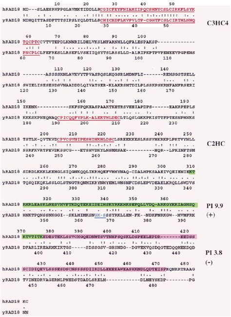 Conserved Sequence Features Of RAD18 From Yeast To Humans The Human