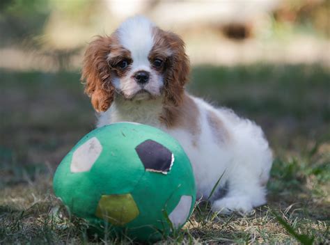 Boy for a better family CAVALIER KING CHARLES SPANIEL – Dogs Jelena Dog ...