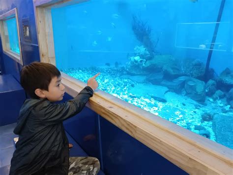 Panorama para Día del Niño Visita el Acuario y Museo en Coquimbo La