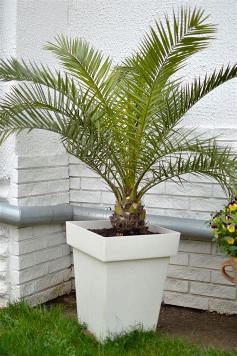 Growing Palm Trees in Pots - From planting to care