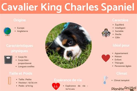 King Charles Chien Caractere Discount Cfasouthern Org