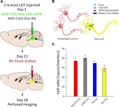 Brain Wide Mapping Of Mono Synaptic Afferents To Different Cell Types