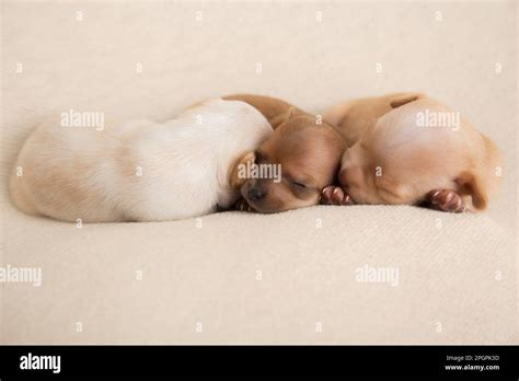 Chihuahua puppies hi-res stock photography and images - Alamy