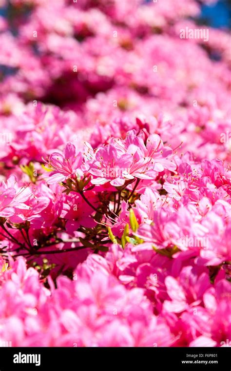 Las Flores De Color Rosa Brillante De Rhododendron Hinomayo O Azalea