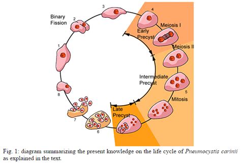 Memórias Do Instituto Oswaldo Cruz Basic Biology Of Pneumocystis Carinii A Mini Review