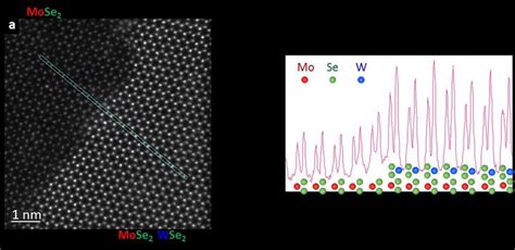 Figure S5 Bilayer Mose 2 Wse 2 Vertical Heterostructure A Adf Stem Download Scientific