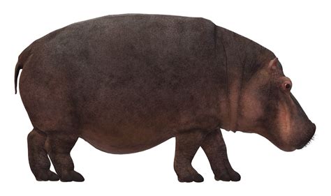 Hippo isolated on a Transparent Background 23839432 PNG