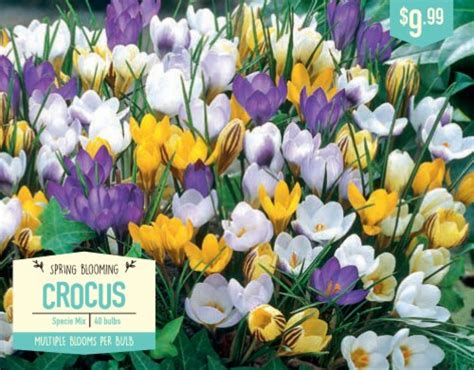 Garden State Bulb Crocus Specie Mixed Flower Bulbs Ct Fred Meyer