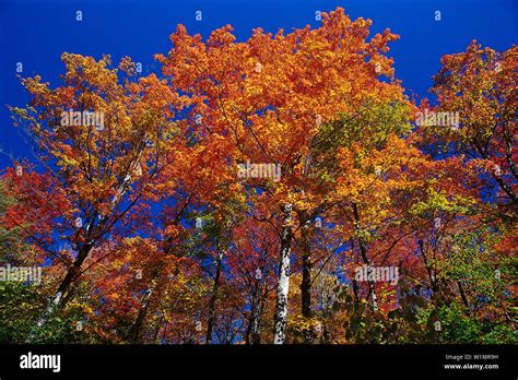 Indian Summer Series Hi Res Stock Photography And Images Alamy