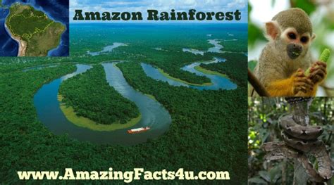 10 Facts About The Amazon Rainforest