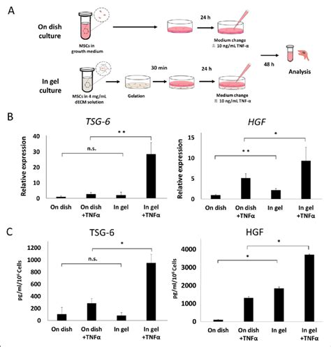 Inflammatory Response Of Mscs Cultured In Decm Hydrogel A Schema Of