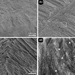 Scanning electron microscopy (SEM) micrographs showing the hierarchical ... 