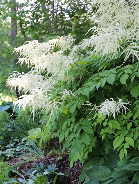 10 easy perennials for shade – Artofit