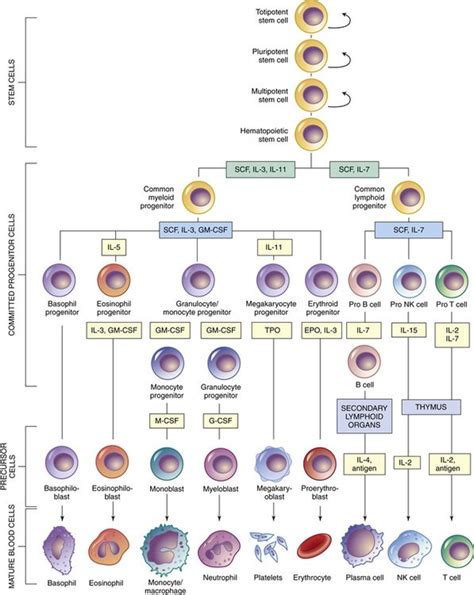 Structure and Function of the Hematologic System | Basicmedical Key | Hematology, Medical school ...