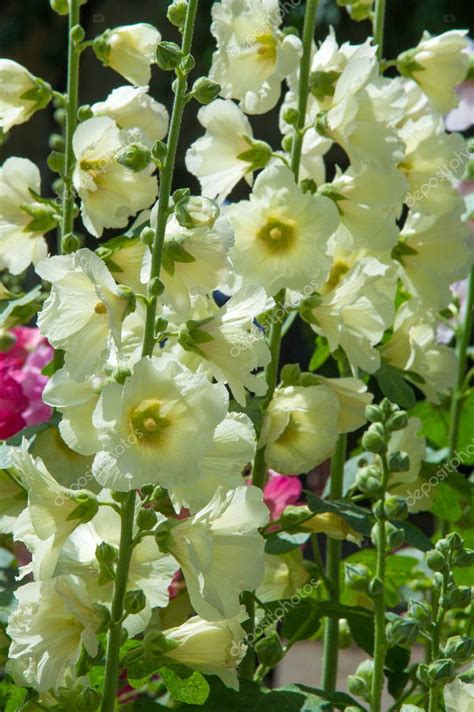 Flores De Malva Una Planta Herb Cea Con Tallos Peludos Flores De