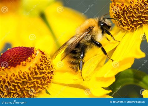 Bumble Bee On Flower Stock Image Image Of Shaggy Color 10639815