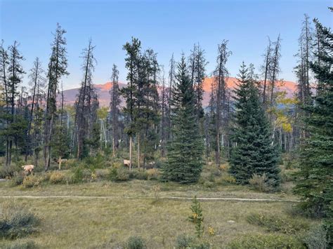 Wildlife to See in Jasper National Park (and Banff too!)