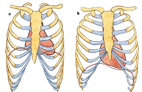 Corazón Sistemas Aula De Anatomia