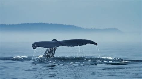 Whale Heritage Areas World Cetacean Alliance