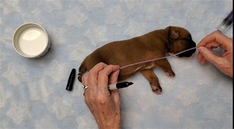 Tube Feeding Kit For Puppies