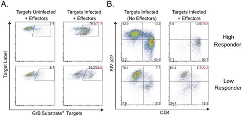 Siv Specific Cd T Cell Cytotoxicity Measured By Granzyme B Delivery