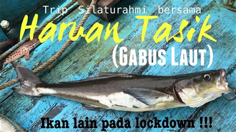 Ikan Haruan Tasik Laut Info Spesies Kenali Aruan Tasik Umpan Connie